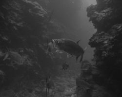 School of Tarpon in coral canyons of Bullwinkle East duri... by Jim Lagone 